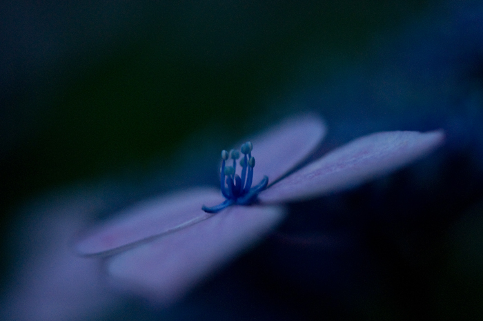 hydrangea